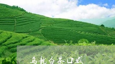 乌龙白茶口感/2023051240492