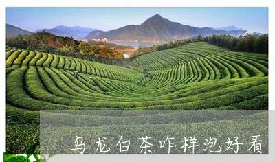 乌龙白茶咋样泡好看/2023071451714