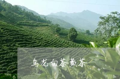 乌龙白茶黄茶/2023051216958