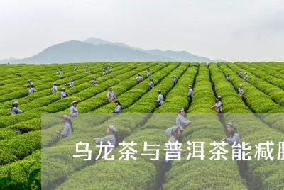 乌龙茶与普洱茶能减肥/2023062476159