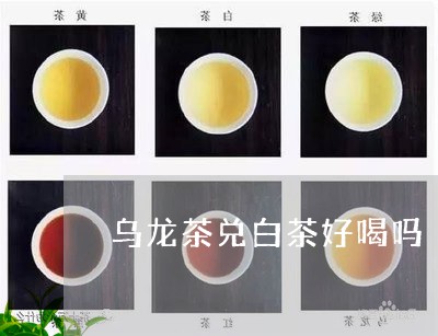 乌龙茶兑白茶好喝吗/2023071493148