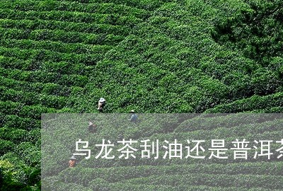 乌龙茶刮油还是普洱茶/2023080347261