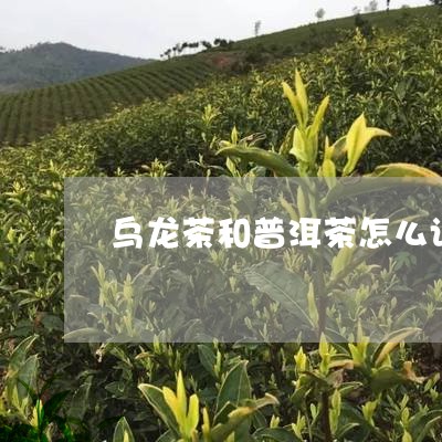 乌龙茶和普洱茶怎么认/2023062412725