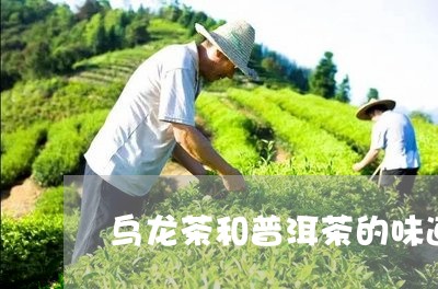 乌龙茶和普洱茶的味道/2023062284728