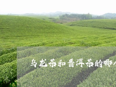 乌龙茶和普洱茶的哪个耐泡/2023082530959