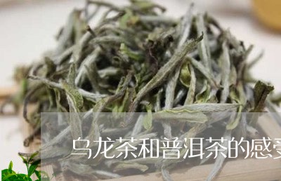 乌龙茶和普洱茶的感受/2023073107160