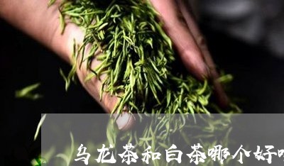 乌龙茶和白茶哪个好喝/2023092792046