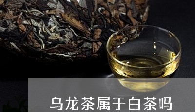 乌龙茶属于白茶吗/2023061443959