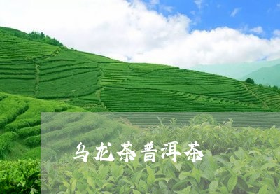 乌龙茶普洱茶/2023042978913