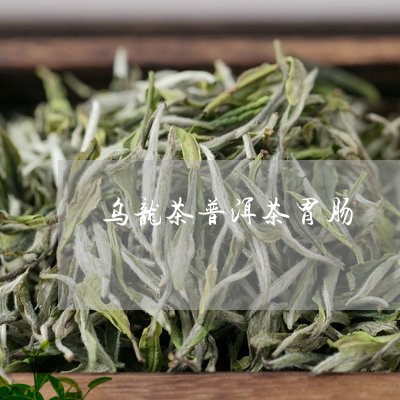 乌龙茶普洱茶胃肠/2023062815040