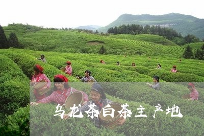 乌龙茶白茶主产地/2023061403819