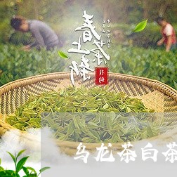 乌龙茶白茶制作方法/2023121649260