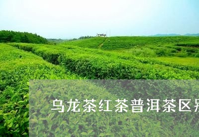 乌龙茶红茶普洱茶区别/2023100869582