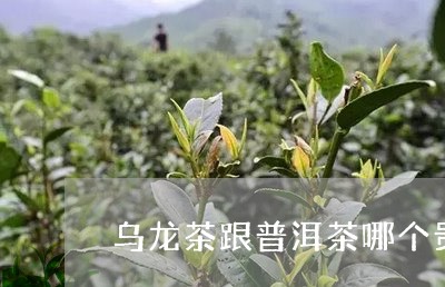 乌龙茶跟普洱茶哪个贵/2023062467481