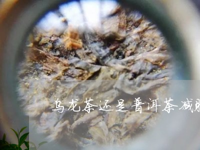 乌龙茶还是普洱茶减肥/2023080309360