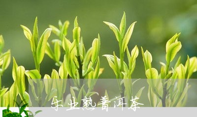 乐业熟普洱茶/2023042852502