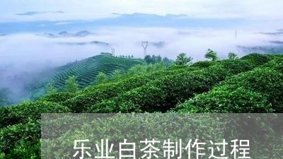 乐业白茶制作过程/2023061486270