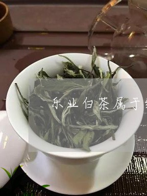 乐业白茶属于红茶吗/2023121632503