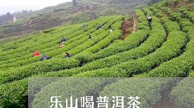 乐山喝普洱茶/2023112620472