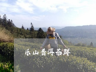 乐山普洱茶群/2023042943096