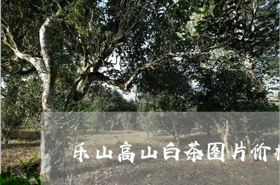 乐山高山白茶图片价格/2023092646160