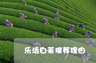 乐活白茶推荐理由/2023061423369