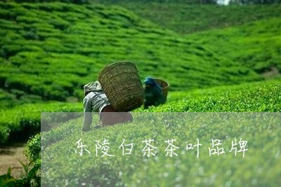 乐陵白茶茶叶品牌/2023061410393