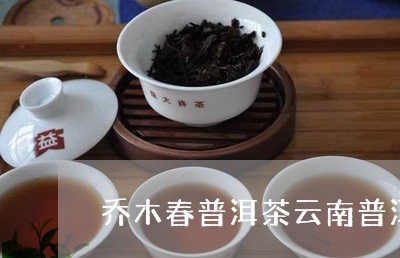 乔木春普洱茶云南普洱茶叶批发市场/2023060359373