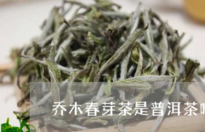 乔木春芽茶是普洱茶吗/2023062407360