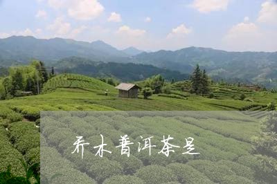 乔木普洱茶是/2023042675137