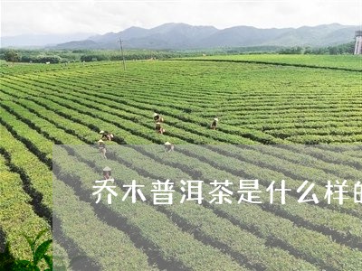 乔木普洱茶是什么样的茶叶/2023112461602