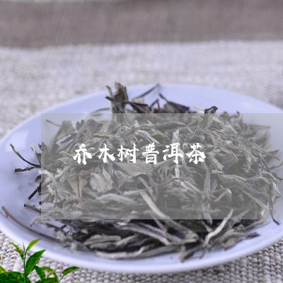 乔木树普洱茶/2023042861267