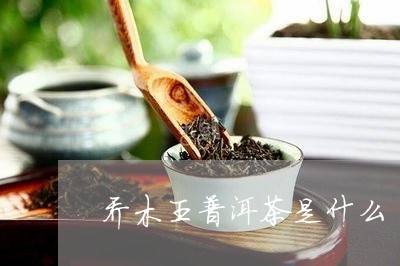 乔木王普洱茶是什么/2023042841694