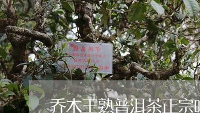 乔木王熟普洱茶正宗吗/2023062097270