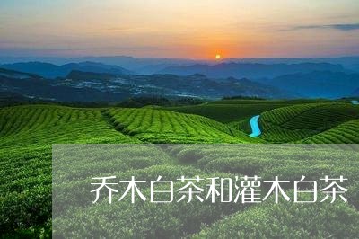 乔木白茶和灌木白茶/2023081262184