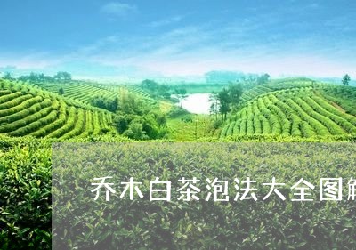 乔木白茶泡法大全图解/2023092694705