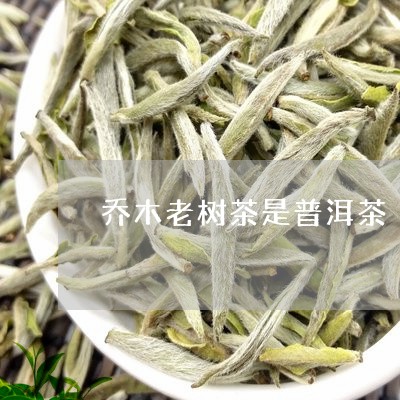 乔木老树茶是普洱茶/2023070953827