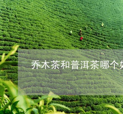 乔木茶和普洱茶哪个好/2023100795847