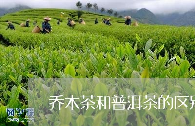 乔木茶和普洱茶的区别/2023100719582