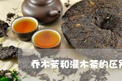 乔木茶和灌木茶的区别/2023060969793