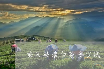 乘风破浪白茶多少钱/2023121658595