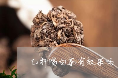 乙肝喝白茶有效果吗/2023081284038