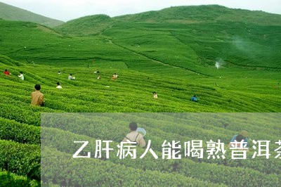 乙肝病人能喝熟普洱茶/2023061696159