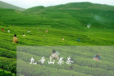 九华山寨茶/2023041720720