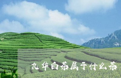 九华白茶属于什么茶/2023071549270