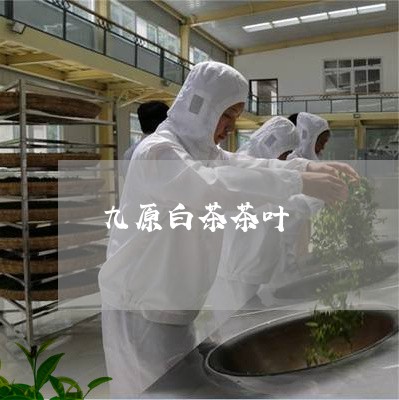 九原白茶茶叶/2023051260815