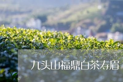 九头山福鼎白茶寿眉/2023111634168