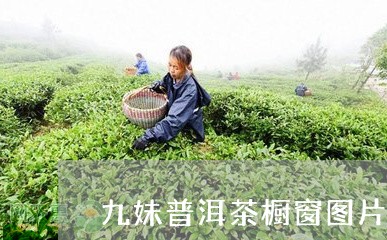 九妹普洱茶橱窗图片高清/2023103192715