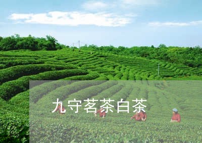 九守茗茶白茶/2023051258504