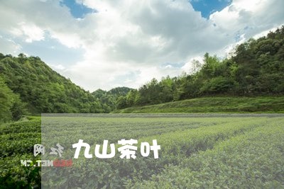 九山茶叶/2023090129573